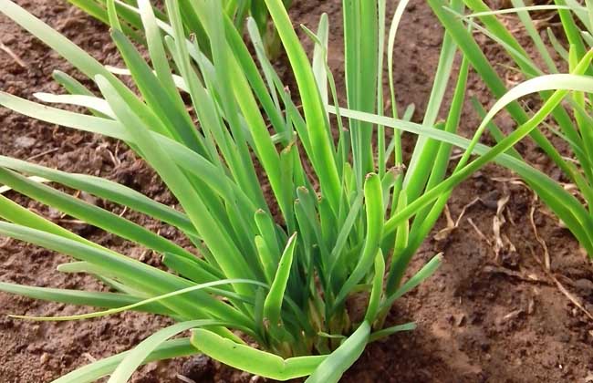 韭菜种植技术视频