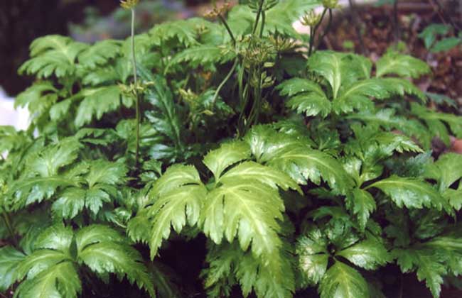 四川种植什么药材最赚钱