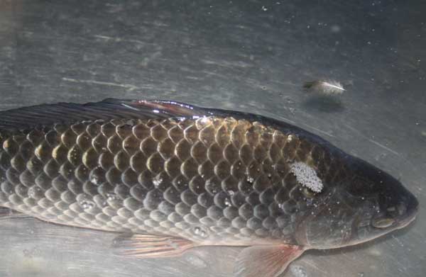 野生鲫鱼和饲养鲫鱼的区别