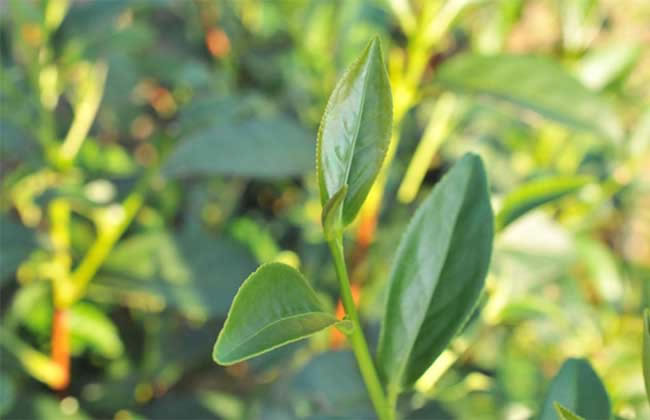 茶白星病怎么防治