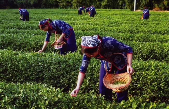 茶树采摘后怎么管理