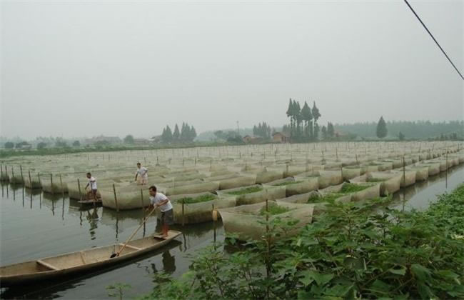 黄鳝越冬四种方法，黄鳝怎么越冬