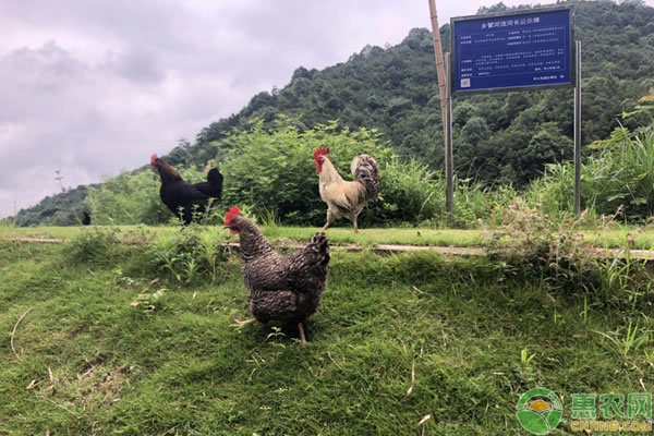 土鸡苗成活率低该怎么办土鸡育雏关键养殖管理方法技术