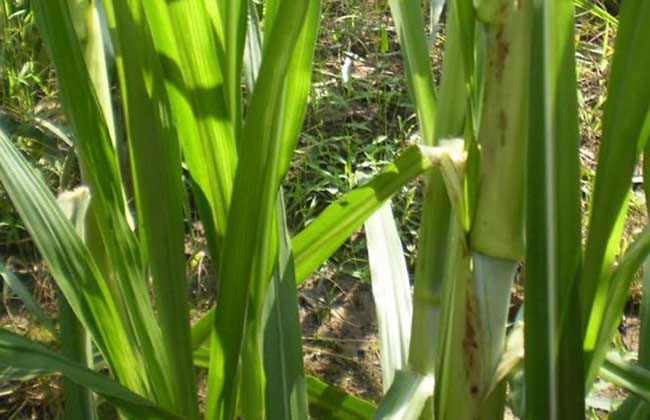 甜象草种子价格及种植方法