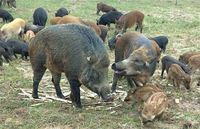 养殖野猪的管理要点