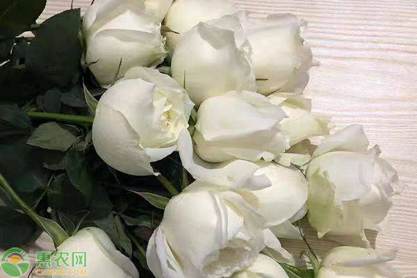 白玫瑰代表什么意思？花语是什么？