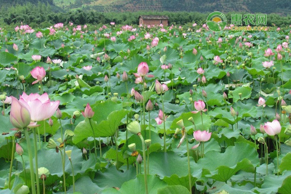 不是花中四君子的花是什么花