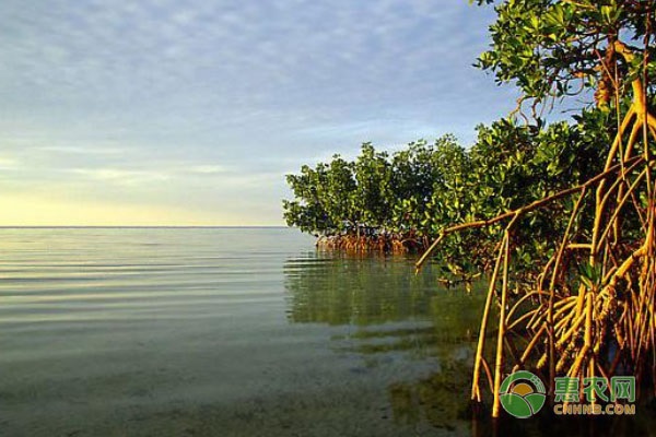 红树林浸泡在海水中，通过哪个部位能排盐？叶片还是果实？