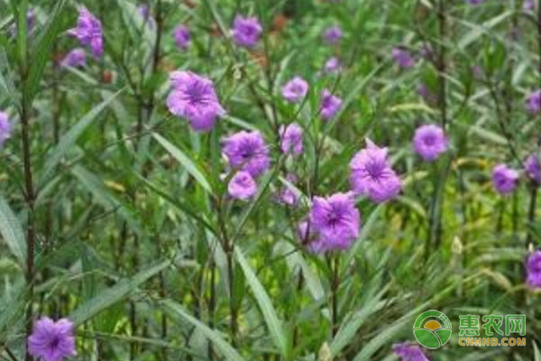 蓝花草是什么植物？产地分布在哪？