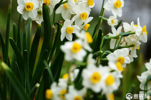 水仙花花语是什么？