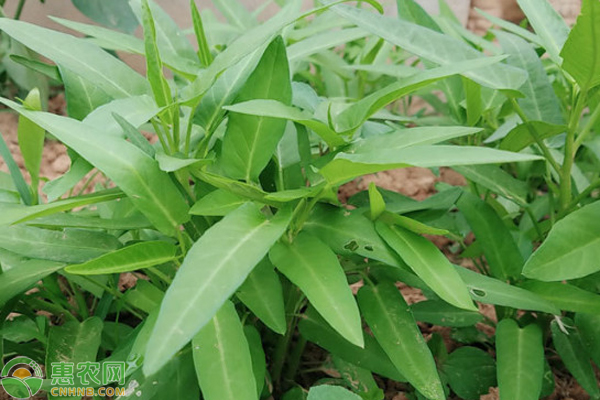 通菜是空心菜吗？