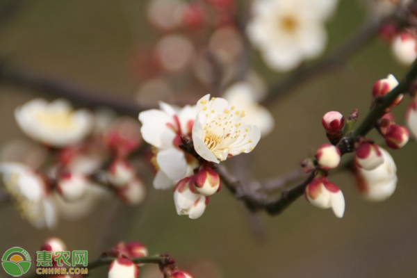 并称花中四君子是什么花？花中四君子有什么含义