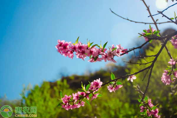 春风如贵客，一到便繁华描写的节气是什么