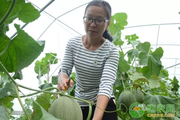 大棚种植转型记