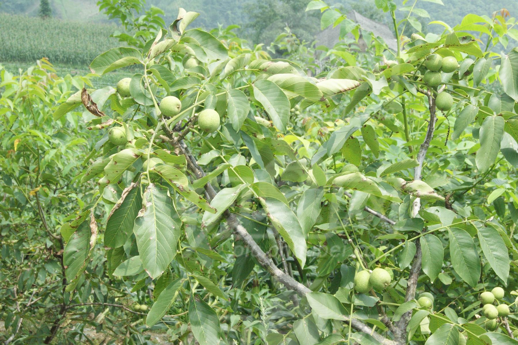 果树种植结出文玩核桃