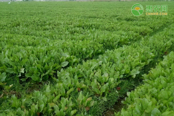 鲁梅克斯草有哪些生长特点？种植效益如何？