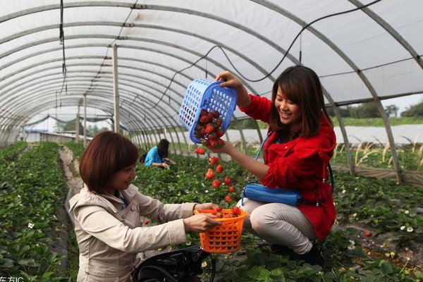 如何打造家庭农场农场赚钱的方法介绍及管理注意事项