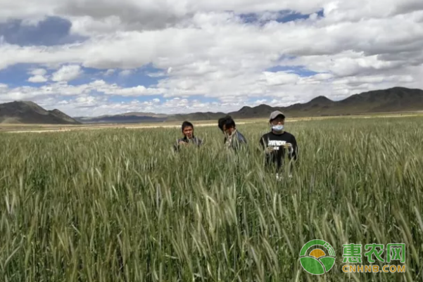 文布当桑乡绿麦草试验种植成功