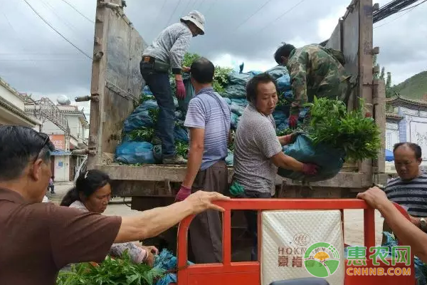 云南驿镇大力发展花椒种植推进产业扶贫