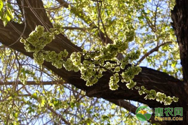 这8种植物一亩价值万元