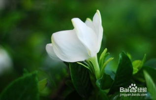 栀子花营养土的配制方法