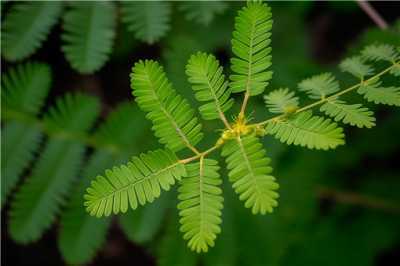 含羞草的种植养护方法，含羞草是喜阴还是喜阳植物