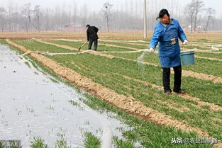 营养土多久后需要施肥 买营养土需要注意什么