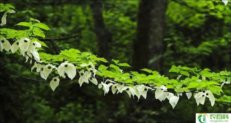 鸽子花树