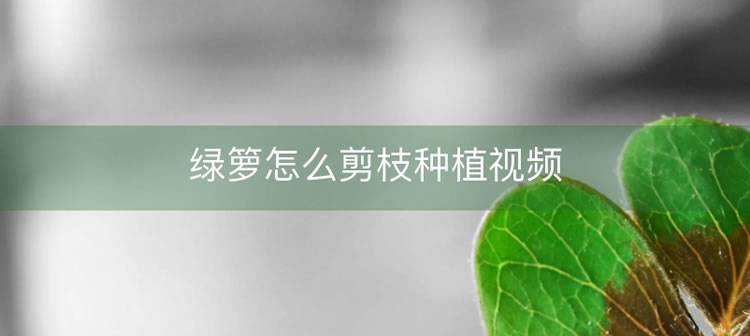 绿箩怎么剪枝种植视频