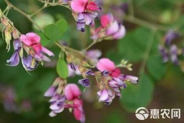 胡枝子花几月开