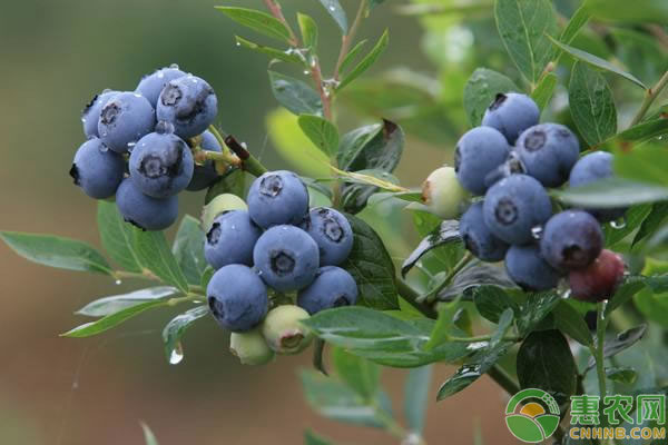 蓝莓上市的季节是几月？