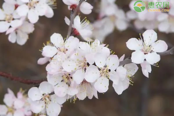 杏花几月开